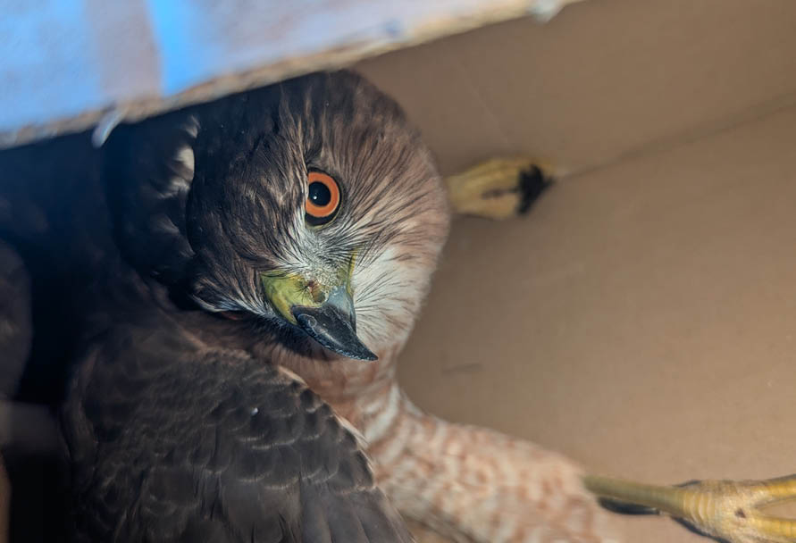 Cooper Hawk in a box