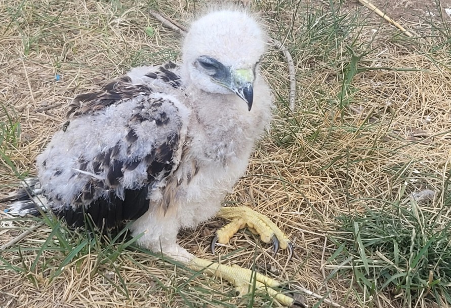 Young red-tailed hawk sitting on the ground